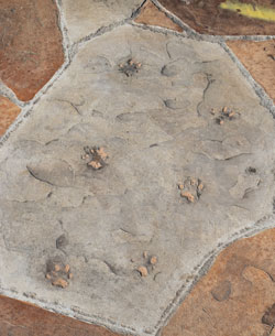 Animal Footprints