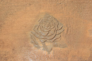 Roses at Rockwater