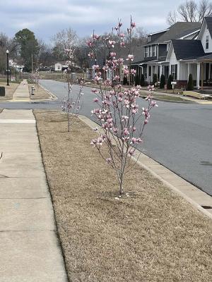 Gardens-at-Rockwater-1