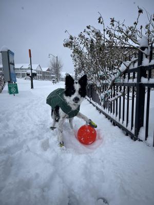 Dog-in-the-Snow-at-Rockwater-Village